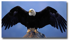 Bald eagle over Lake Almanor